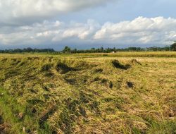 Rebah Padi, Momok Menakutkan Bagi Para Petani Jelang Panen Rebah Padi, Momok Menakutkan Bagi Para Petani Jelang Panen