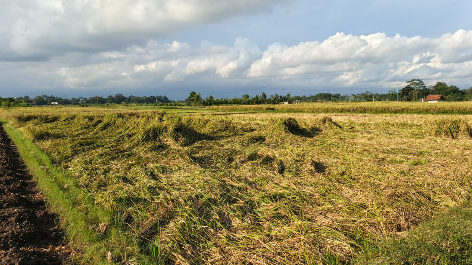 Rebah Padi, Momok Menakutkan Bagi Para Petani Jelang Panen IMG Padi