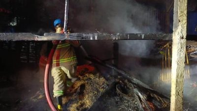Kandang Ayam di Krenceng Ludes Terbakar, Ini Penyebabnya Petugas Pemadam Kebakaran Memadamkan Api yang Membakar Kandang Ayam di Desa Krenceng Kecamatan Nglegok Kabupaten Blitar