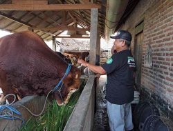 Si Glewo Sapi Kurban Presiden Prabowo Dibeli dari Blitar, Segini Harganya Si Glewo Sapi Kurban Presiden Prabowo Dibeli dari Blitar, Segini Harganya