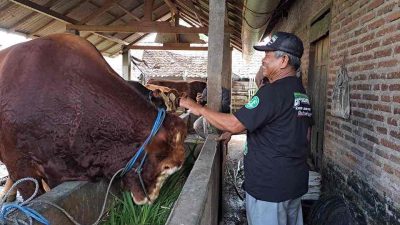 Si Glewo Sapi Kurban Presiden Prabowo Dibeli dari Blitar, Segini Harganya