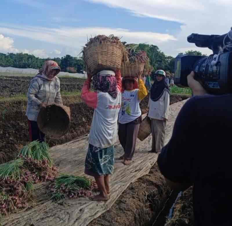 Kelompok Tani Poktan Harapan Jaya 1 di Desa Watuwungkuk Kabupaten Probolinggo Panen Bawang
