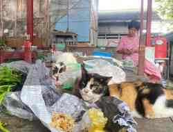 Kucing Liar Penuhi Pasar Srengat, Warga dan Pedagang Minta Penanganan Serius