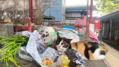 Kucing Liar Penuhi Pasar Srengat, Warga dan Pedagang Minta Penanganan Serius