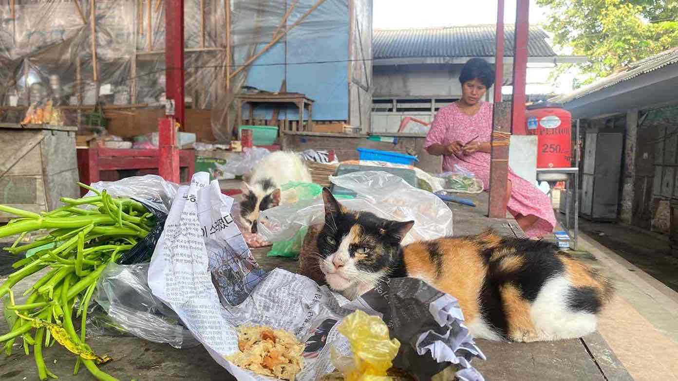 Kucing Liar di Pasar Srengat, Dinas Peternakan Kabupaten Blitar Segera Turun Tangan Kucing Liar di Pasar Srengat