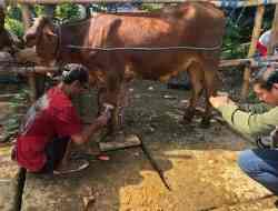 Nurohman Raup Cuan dari Salon Sapi jelang Hari Raya Kurban