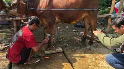 Nurohman Raup Cuan dari Salon Sapi jelang Hari Raya Kurban Nurohman Raup Cuan dari Salon Sapi jelang Hari Raya Kurban