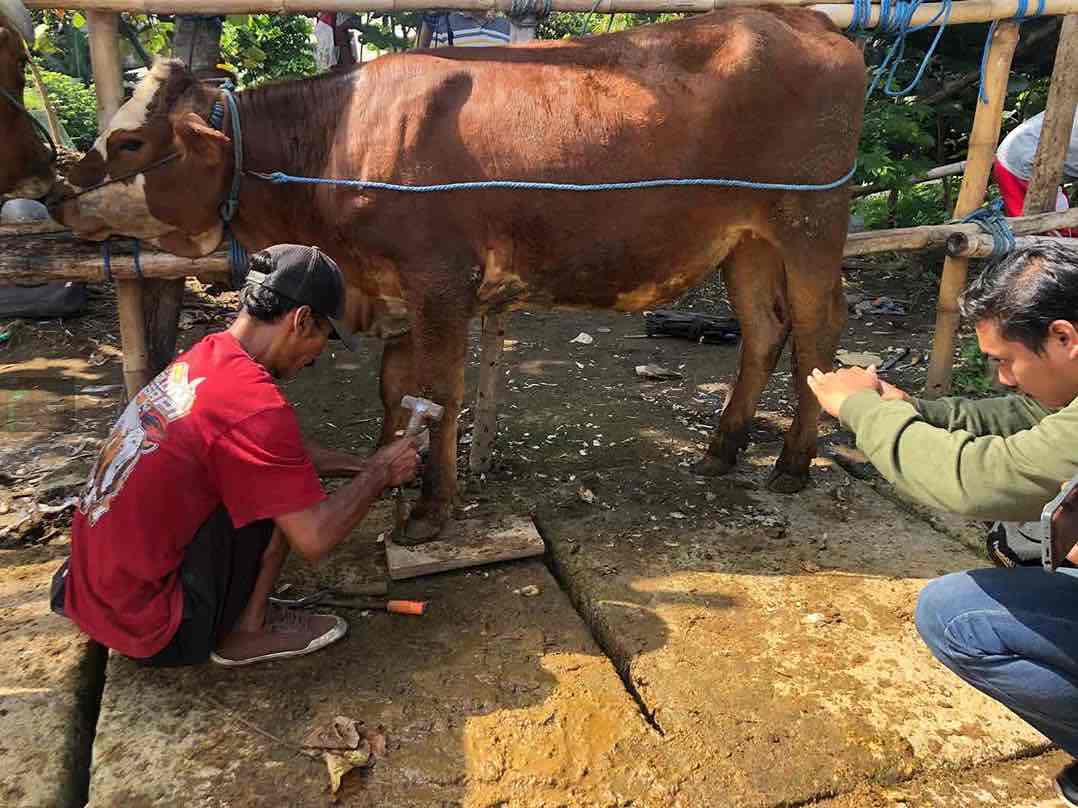 Nurohman Raup Cuan dari Salon Sapi jelang Hari Raya Kurban Nurohman Membuka Salon Sapi Pasar Hewan Dimoro Kota Blitar