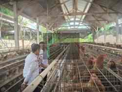 Wabup Blitar: Peternakan Ayam Harus Stabil, Harga dan Pakan Terkendali Wabup Blitar: Peternakan Ayam Harus Stabil, Harga dan Pakan Terkendali