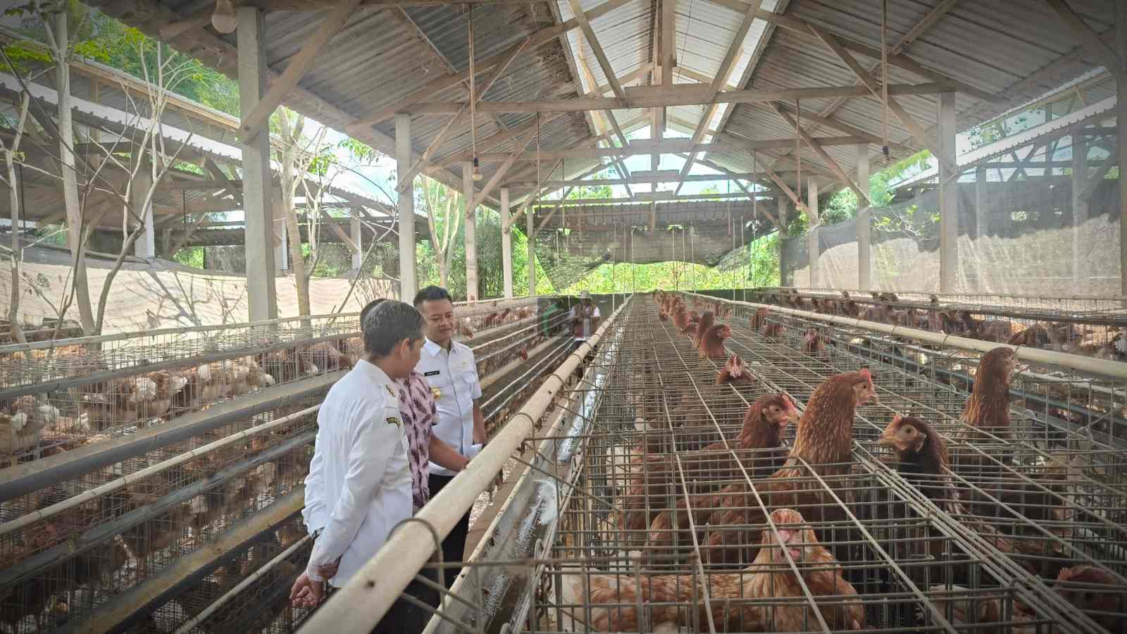 Wabup Blitar: Peternakan Ayam Harus Stabil, Harga dan Pakan Terkendali BeautyPlus 20250709132515475 save