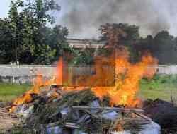 4,4 Ton Benih Jagung Manis Terinfeksi  Bakteri Berbahaya Dimusnahkan