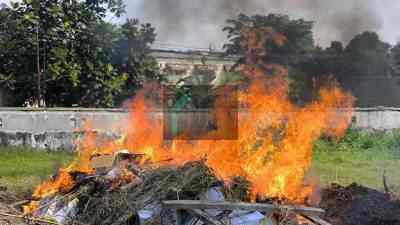 Benih Jagung Dibakar karena Mengandung Bakteri bakteri Pantoea stewartii subsp stewarti