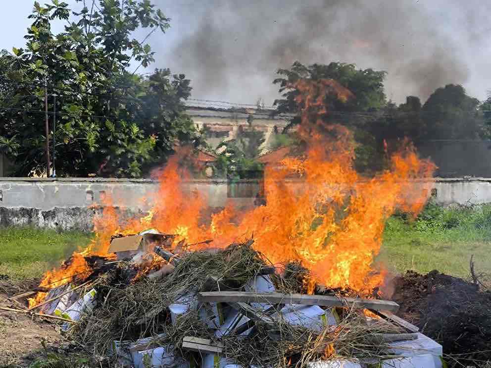 Benih Jagung Dibakar karena Mengandung Bakteri bakteri Pantoea stewartii subsp stewarti