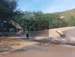 Hiu Tutul Sepanjang 5 Meter Terdampar di Pantai Pangi, Bakung, Fenomena Apa ?