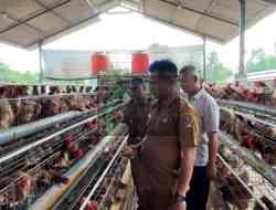 Jaga Stabilitas Pasokan Telur, Wakil Bupati Blitar Pantau Produktivitas Peternakan Ayam Petelur Jaga Stabilitas Pasokan Telur, Wakil Bupati Blitar Pantau Produktivitas Peternakan Ayam Petelur