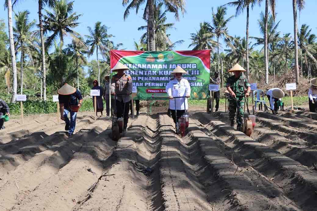 Polres Purworejo Tanam Jagung di Lahan 5.000 Meter Persegi, Targetkan Swasembada Pangan Polres Purworejo Menanam Jagung Swasembada Pangan