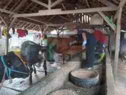 Pemkot susah Vaksin 1.725 Sapi, Cegah PMK Pemkot susah Vaksin 1.725 Sapi, Cegah PMK