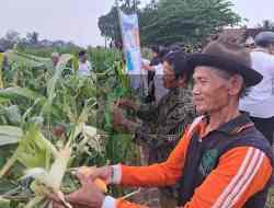 Warga Desa Soso Ubah Lahan Sengketa jadi Lahan Produktif Jagung Warga Desa Soso Ubah Lahan Sengketa jadi Lahan Produktif Jagung