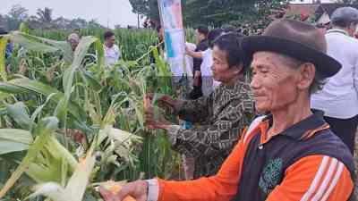 Warga Desa Soso Ubah Lahan Sengketa jadi Lahan Produktif Jagung