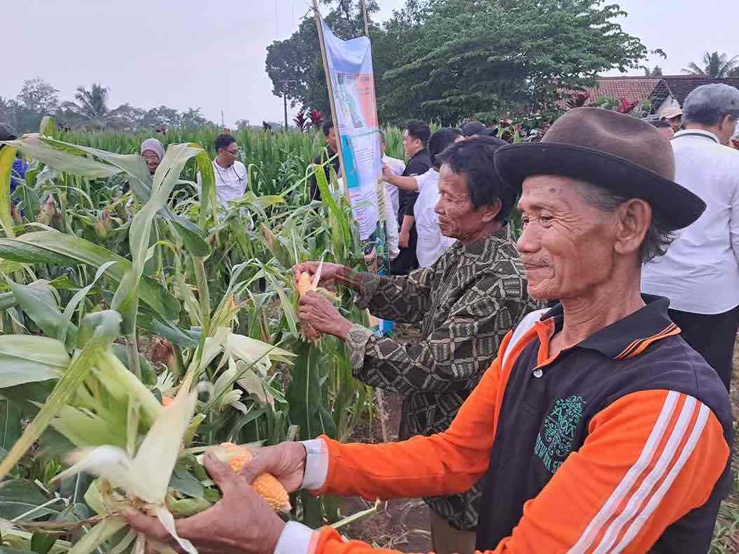 Warga Desa Soso Ubah Lahan Sengketa jadi Lahan Produktif Jagung Warga di Desa Soso Kecamatan Gandusari Kabupaten Blitar saat memanen tanaman jagung istimewa