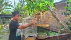 Burung Puyuh Kluruk, Mulai Banyak Peminatnya untuk Digantang Burung Puyuh Sekarang Dilombakan Digantang