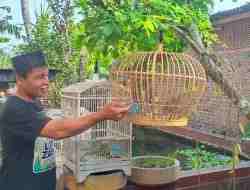 Burung Puyuh Kluruk, Mulai Banyak Peminatnya untuk Digantang Burung Puyuh Kluruk, Mulai Banyak Peminatnya untuk Digantang