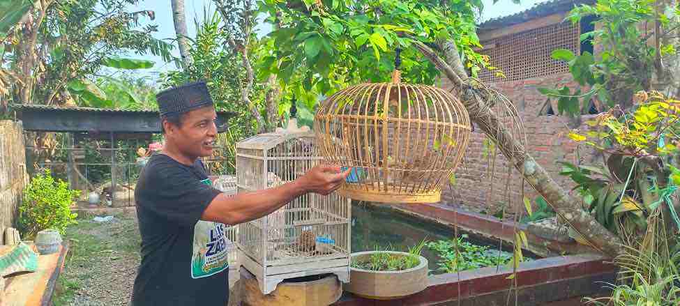 Burung Puyuh Kluruk, Mulai Banyak Peminatnya untuk Digantang Burung Puyuh Sekarang Dilombakan Digantang