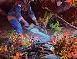 Pohon Trembesi Rapuh Akibat Dibakar Tumbang di Jalan Lingkar Timur, Lalu Lintas Sempat Tersendat