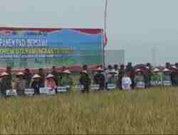Panen Raya Padi di Kebumen, Pangdam IV Diponegoro Hasilkan 1,1 Ribu Ton Dorong Swasembada Pangan Nasional Panen Raya Padi di Kebumen, Pangdam IV Diponegoro Hasilkan 1,1 Ribu Ton Dorong Swasembada Pangan Nasional