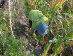 Lahan Padi dan Jagung di Kota Blitar Terancam Hama, Ini Imbauan Dinas Lahan Padi dan Jagung di Kota Blitar Terancam Hama, Ini Imbauan Dinas