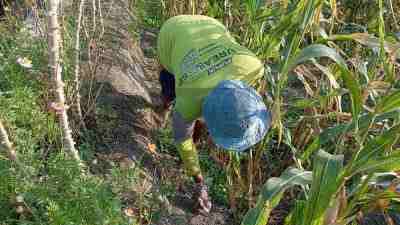 Lahan Jagung di Kota Blitar Terancam Hama 1