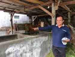 Sapi untuk Kurban Hilang, Padahal Kandang di Tengah Kampung Padat Penduduk