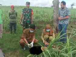 Mayat Laki-laki di Ladang Tebu Binangun Hebohkan Warga