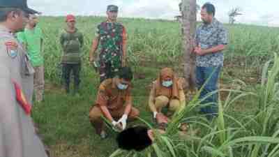 Mayat Laki-laki di Ladang Tebu Binangun Hebohkan Warga Mayat Laki-laki di Ladang Tebu Binangun Hebohkan Warga