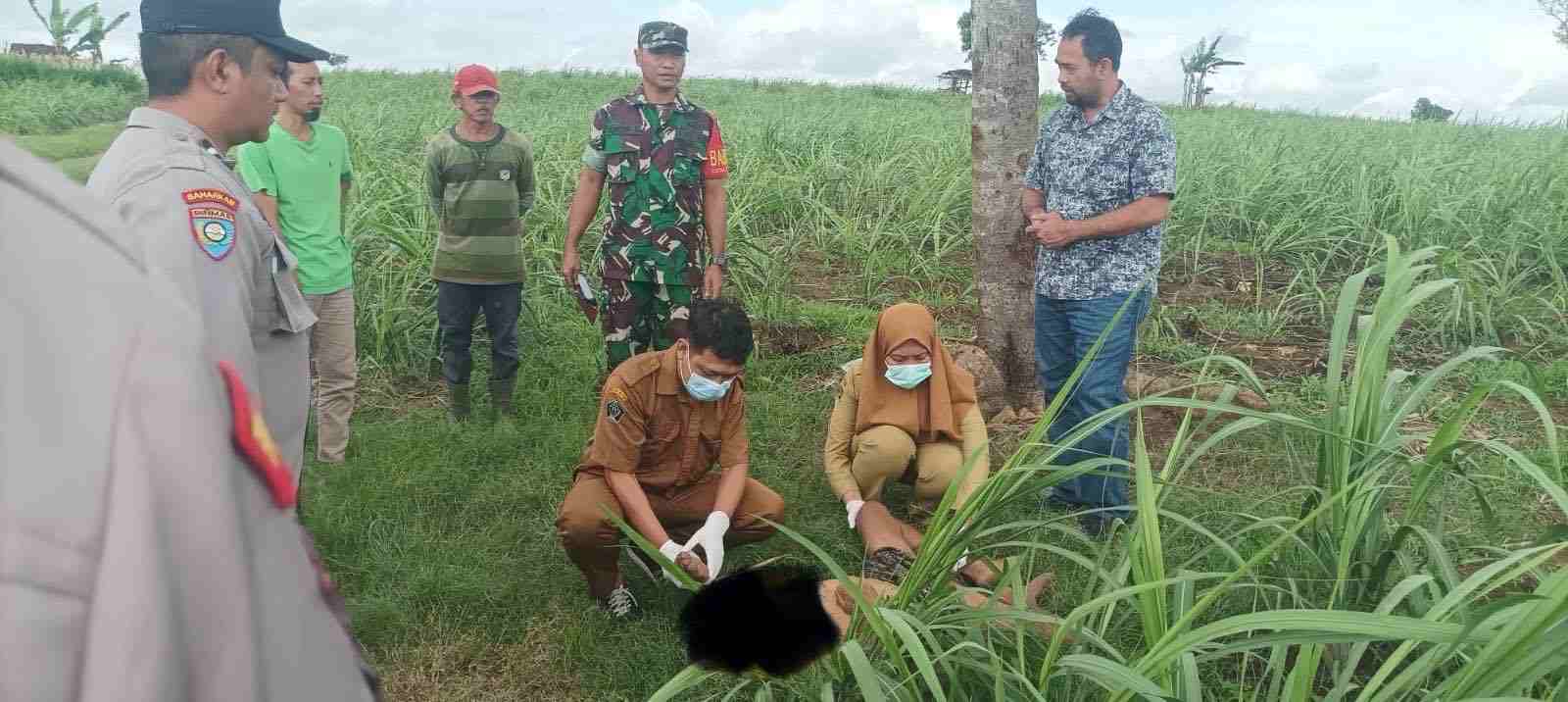 Mayat Laki-laki di Ladang Tebu Binangun Hebohkan Warga Mayat Laki laki Tanpa Identitas di Lahan Tebu Milik Perhutani
