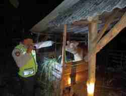 Gerak Cepat Warga Gagalkan Pencurian 4 Ekor Sapi di Tambakrejo Gerak Cepat Warga Gagalkan Pencurian 4 Ekor Sapi di Tambakrejo