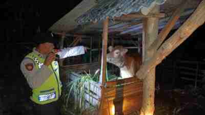 Sapi Warga Desa Tambakrejo yang Berhasil Ditemukan setelah Gagal Dibawa Kabur Pencuri