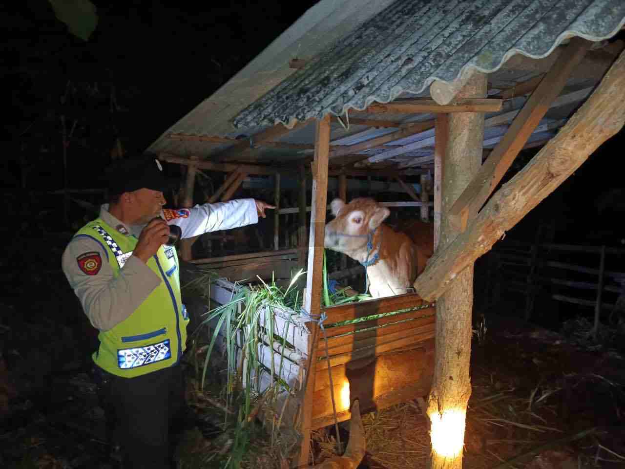 Gerak Cepat Warga Gagalkan Pencurian 4 Ekor Sapi di Tambakrejo Sapi Warga Desa Tambakrejo yang Berhasil Ditemukan setelah Gagal Dibawa Kabur Pencuri