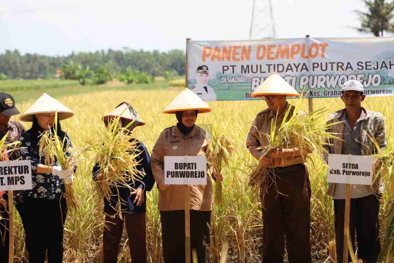 Pemkab Purworejo Dorong Petani Terapkan Teknologi Usaha Tani Modern Bupati Purworejo Yuli Hastuti Panen Demplot Demonstration Plotlahan percontohan padi di Desa Harjobinangun Kecamatan Grabag Kabupaten Purworejo