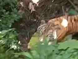 Bertemu Harimau Jawa, Petani Sukabumi Gemetaran, Tanda Belum Punah ? Bertemu Harimau Jawa, Petani Sukabumi Gemetaran, Tanda Belum Punah ?