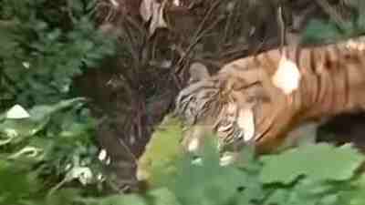 Bertemu Harimau Jawa, Petani Sukabumi Gemetaran, Tanda Belum Punah ?