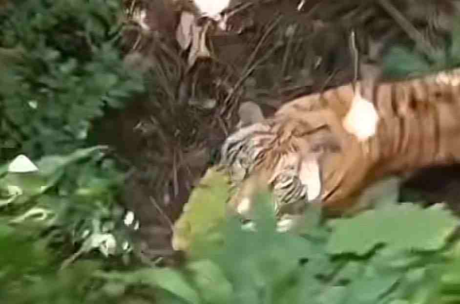 Bertemu Harimau Jawa, Petani Sukabumi Gemetaran, Tanda Belum Punah ? Harimau