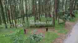 Berwisata ke Hutan Pinus Loji dan Perkebunan Teh Serah Kencong Tawarkan Udara Sejuk untuk Refres Otak Hutan PInus Loji