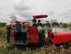 Panen Raya Jagung Serentak Kuartal III di Desa Kalimiru, Wabup Dion Apresiasi Inovasi Pertanian Modern