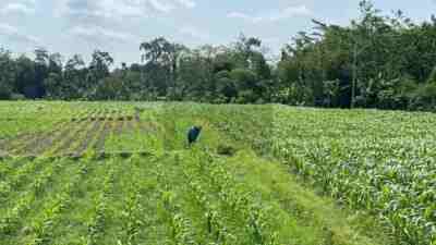 Lahan Pertanian di Kota Blitar Terus Menyusut, Ketahanan Pangan Terancam Petani Mengerjakan Lahan di Kota Blitar