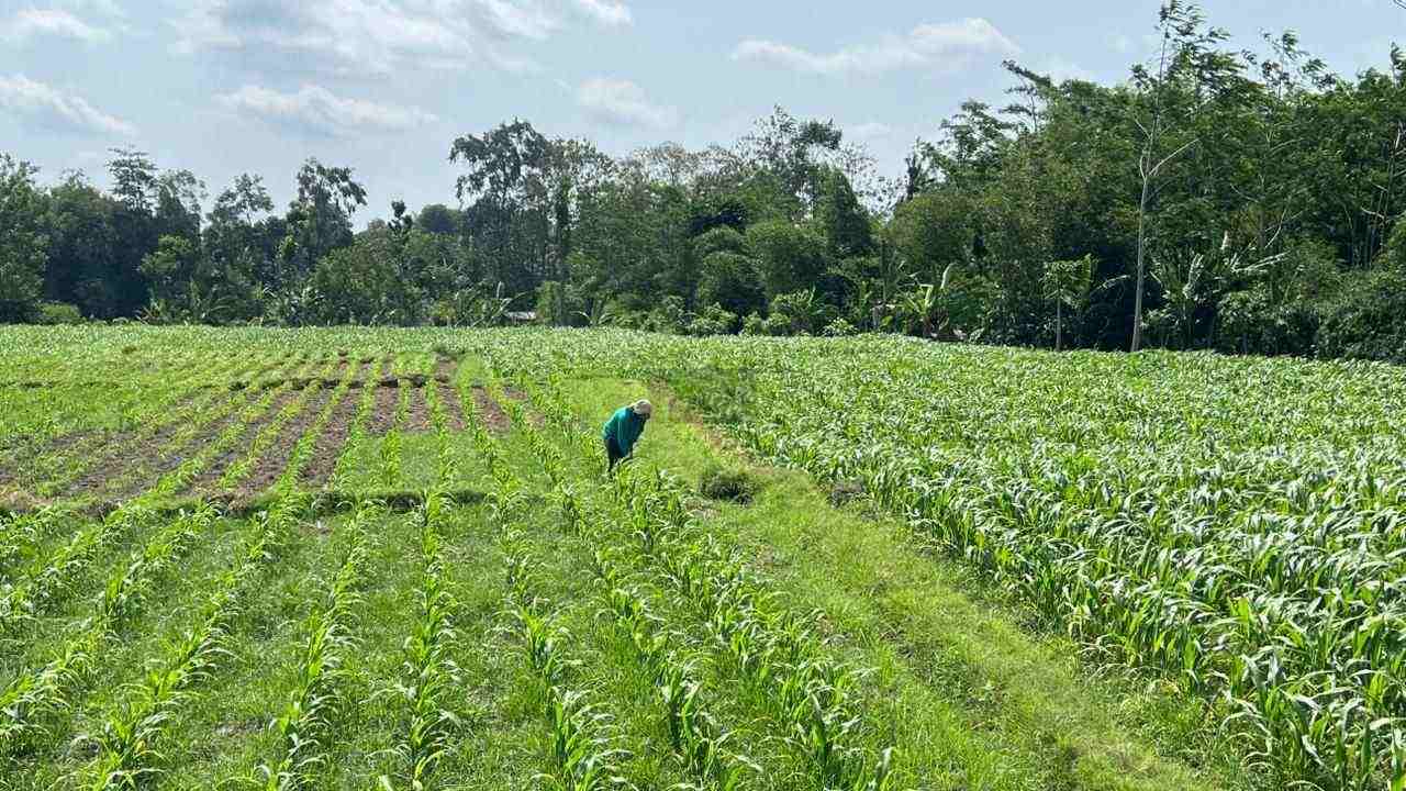 Lahan Pertanian di Kota Blitar Terus Menyusut, Ketahanan Pangan Terancam Petani Mengerjakan Lahan di Kota Blitar