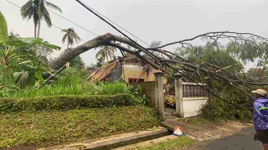 Pohon Berdiameter 20 Meter Tumbang Timpa Rumah Warga Modangan Pohon Tumbang Menimpa Rumah Busono Warga Desa Modangan Kecamatan Nglegok Kabupaten Blitar