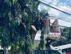 Wali Kota Blitar Turun Lapangan, Pangkas Pohon Rawan Tumbang di Tengah Musim Hujan