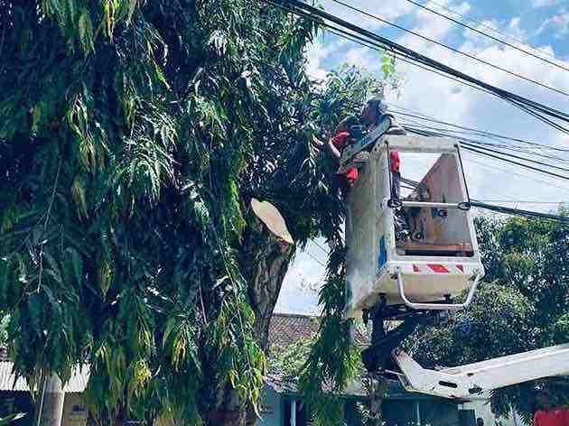 Dishub Kota Blitar Memotong Pohon