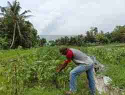DKPP Kabupaten Blitar Kembangkan Komoditas Cabe Rawit di 4 Kecamatan, Sasar Kelompok Tani untuk Diversifikasi Tanaman